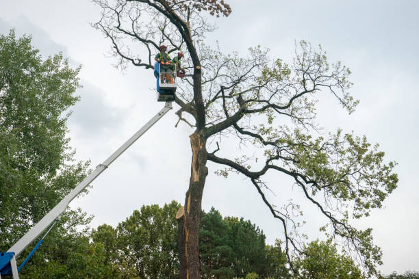 Professional Tree Care in Beaver Dam, WI